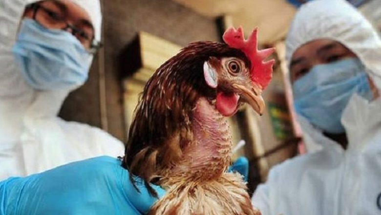 Ξέσπασμα της γρίπης των πτηνών στη Βουλγαρία Ξέσπασμα της γρίπης των πτηνών στη Βουλγαρία