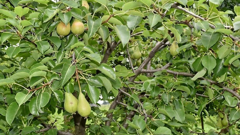 Αχαΐα: Θανατηφόρος πτώση άνδρα από αχλαδιά