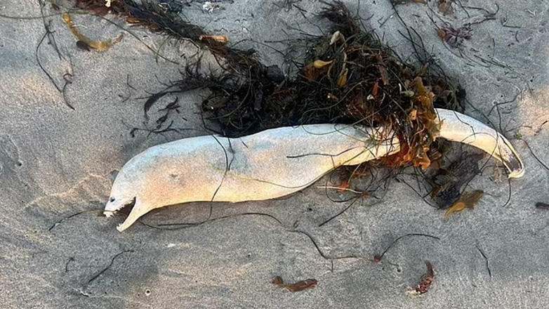 Ένα «χλωμό» χέλι προκάλεσε πανικό στη Νότια Καλιφόρνια