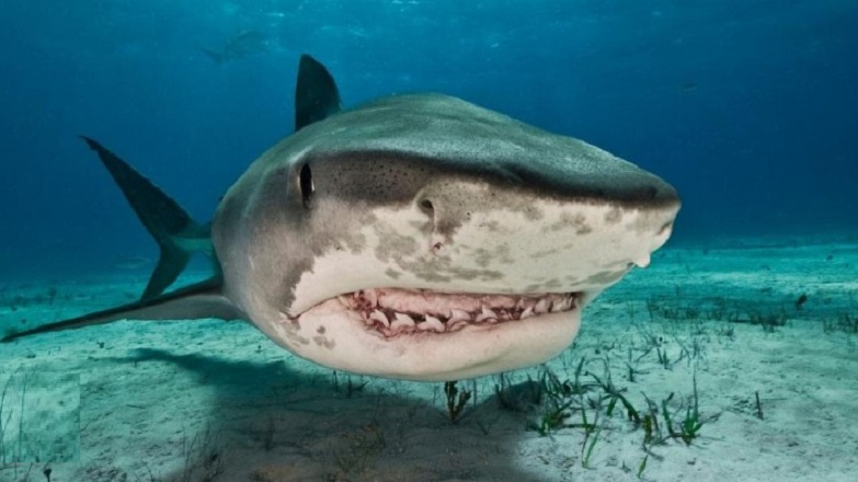 Καρχαρίες και σαλάχια στις ελληνικές θάλασσες