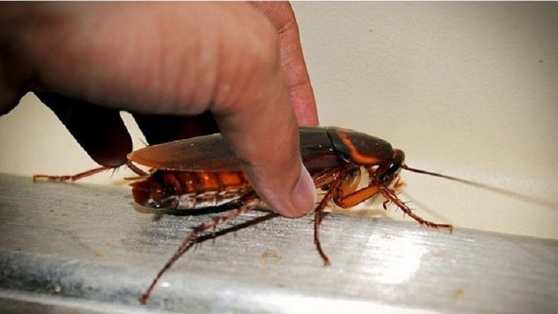 Κατσαρίδα ζωντανή βρέθηκε στο έντερο ασθενούς