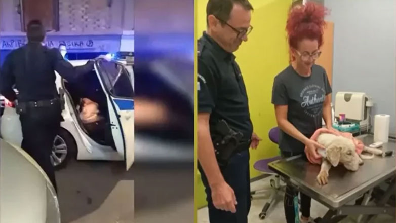 Πάτρα: Αστυνομικοί μετέφεραν με περιπολικό σοβαρά τραυματισμένο σκύλο στο κτηνιατρείο