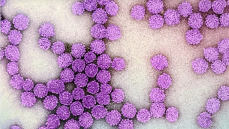 Συναγερμός για κρούσμα νορβηγικής ψώρας στα Χανιά