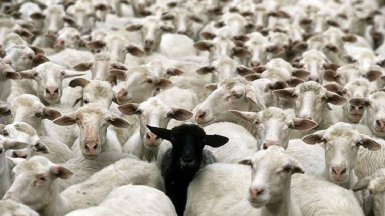 Βέροια: Έκλεψαν 500 πρόβατα από κτηνοτροφική μονάδα