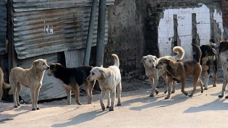 Την κατασπάραξαν τα σκυλιά της στην αυλή του σπιτιού της