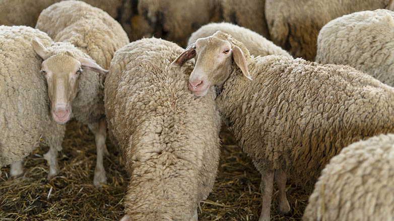ΥΠΑΑΤ: Συνεχίζονται οι προσπάθειες περιορισμού της ευλογιάς στα αιγοπρόβατα