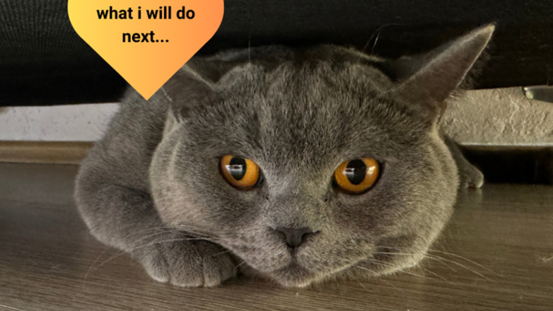 Σίμπα: Ο πρώτος influencer γάτος στην Ελλάδα έχει γίνει viral στα social media