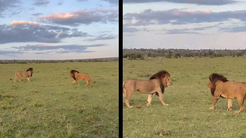 Δύο λιοντάρια αντικρίζουν το ένα το άλλο