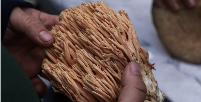 Γιορτή μανιταριού στο Σκλήθρο Αγιάς