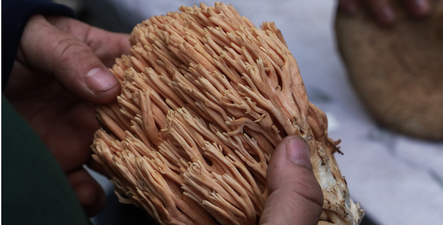 Γιορτή μανιταριού στο Σκλήθρο Αγιάς