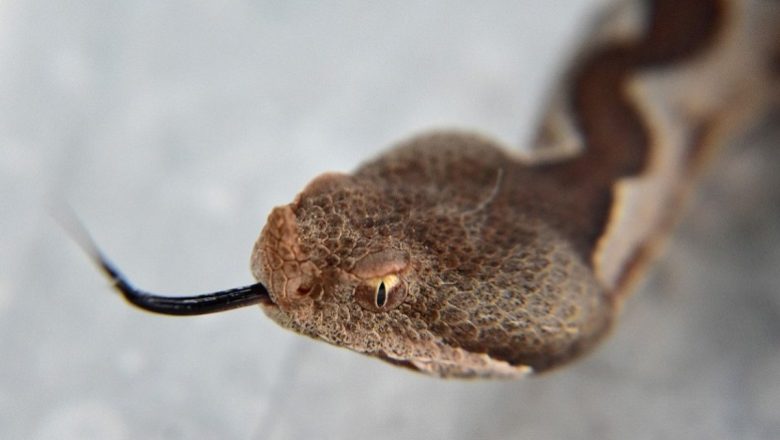 Οχιά τρύπωσε σε σπίτι Οχιά τρύπωσε σε σπίτι