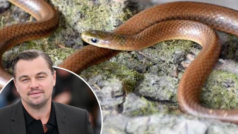 Είδος φιδιού που ανακαλύφθηκε στα Ιμαλάια πήρε το όνομα του Λεονάρντο ΝτιΚάπριο