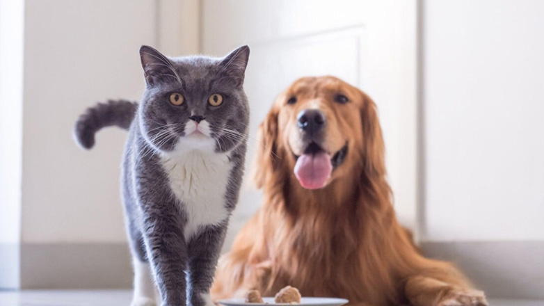 Περίεργα πράγματα που δεν ήξερες για το κατοικίδιό σου