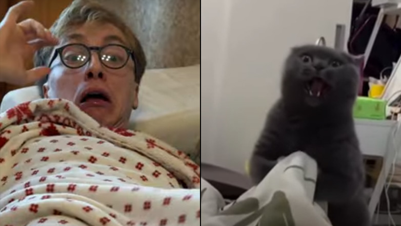 Σατανική γάτα