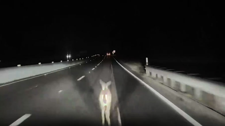 Tesla με ενεργοποιημένη την αυτόνομη οδήγηση πέφτει αφρενάριστο πάνω σε ελάφι (Βίντεο)