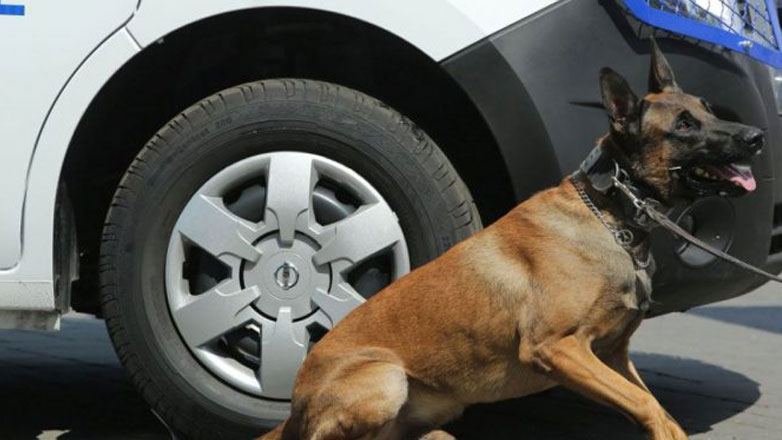 Ο αστυνομικός σκύλος εντόπισε τα ναρκωτικά και τα χρήματα