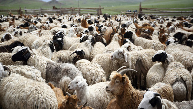 Νέα μέτρα από το υπουργείο Αγροτικής Ανάπτυξης για τον περιορισμό της εξάπλωσης της ευλογιάς στα πρόβατα