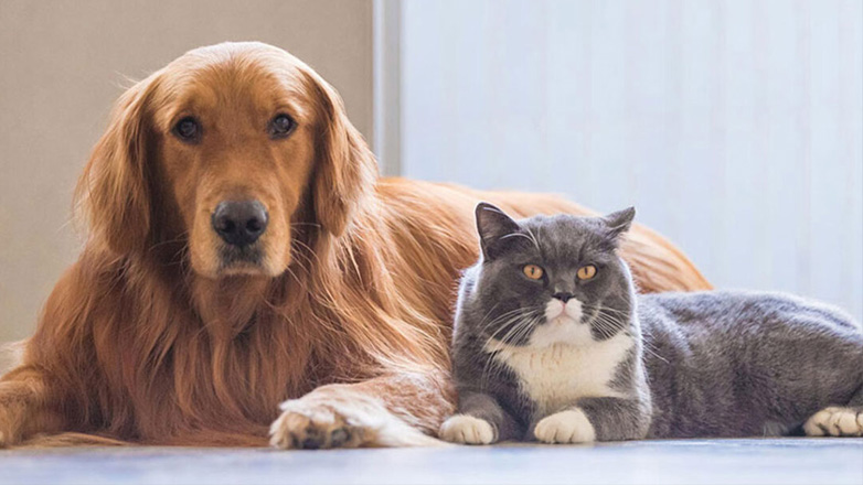 Ονειρεύονται τα ζώα τελικά;