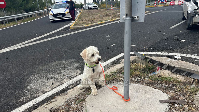 Τέλος καλό για το σκυλάκι του θανατηφόρου τροχαίου στη Λαμία