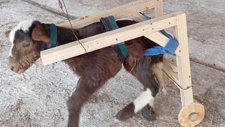 Χανιά: Κρατούμενοι των φυλακών Αγιάς βοήθησαν ένα ανάπηρο αρνάκι να περπατήσει