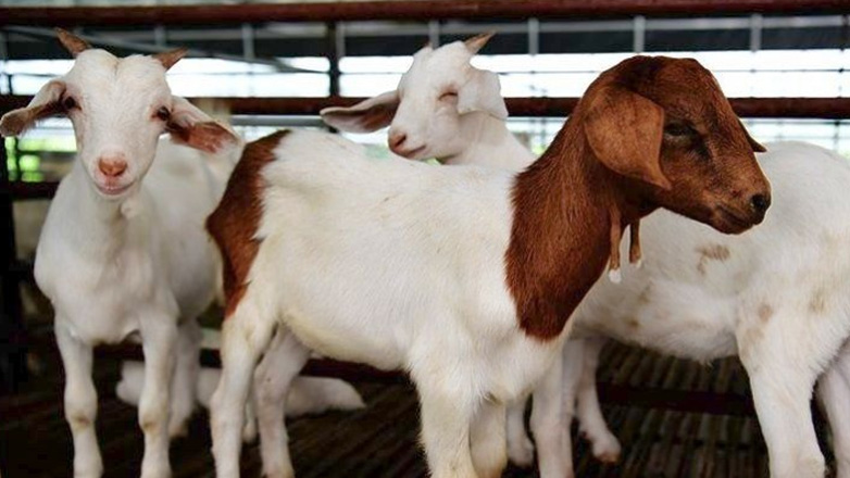 Ελληνική κτηνοτροφία: Χάθηκαν σχεδόν 160.000 αιγοπρόβατα τους τελευταίους 14 μήνες