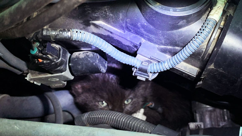 “Έπιασαν” τα κρύα – Προσοχή στις γάτες που κρύβονται στις μηχανές των αυτοκινήτων