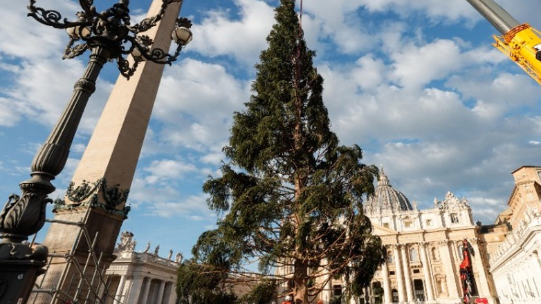 «Μην αφήσετε να κοπεί αιωνόβιο έλατο για τον στολισμό της πλατείας του Αγίου Πέτρου»