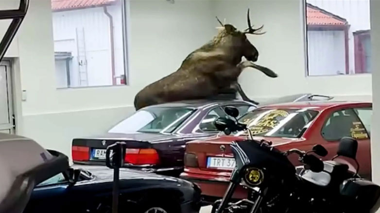 Τάρανδος μπήκε σε αντιπροσωπεία της BMW και τα έκανε λαμπόγυαλο (Βίντεο)