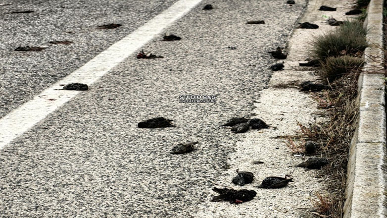 Εκατοντάδες νεκρά πουλιά στην Αργολίδα