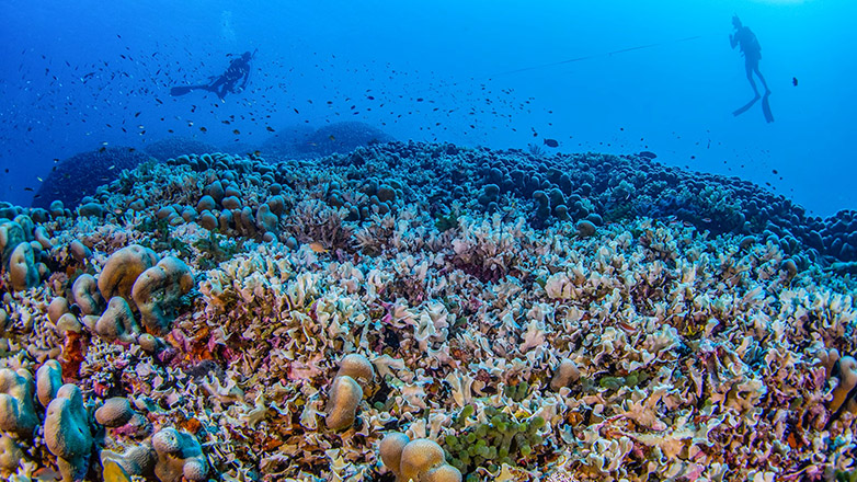 Βρέθηκε στον Ειρηνικό το μεγαλύτερο κοράλλι του κόσμου