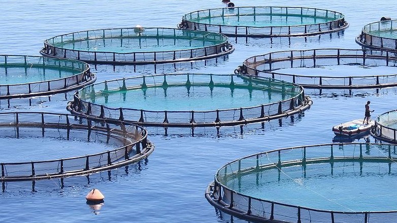 Οι υδατοκαλλιέργειες ψάχνουν το «παραγωγικό τους σπίτι»