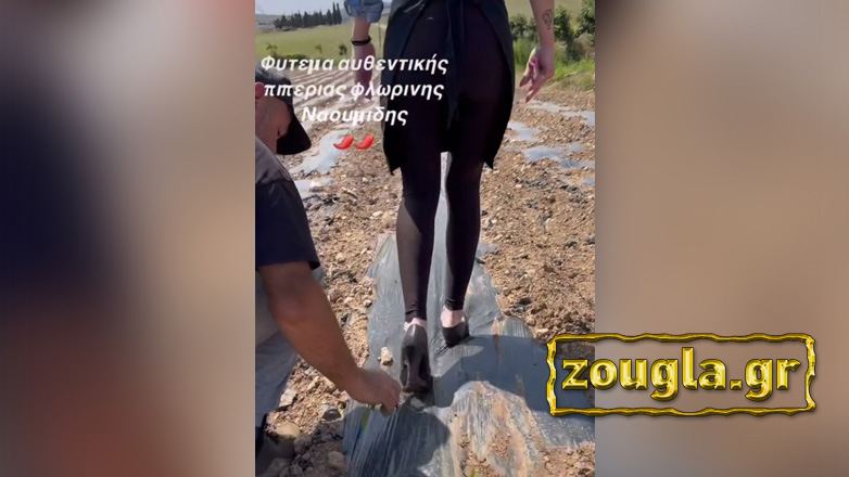 Με… πασαρέλα φυτεύουν τις πιπεριές στη Φλώρινα