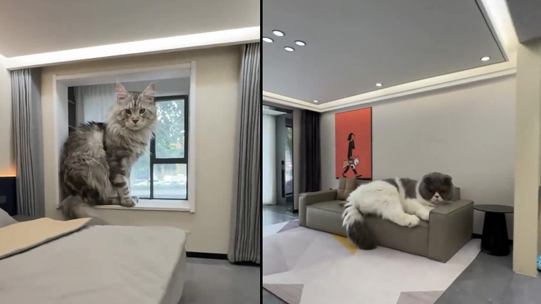 Σπίτι για γάτες