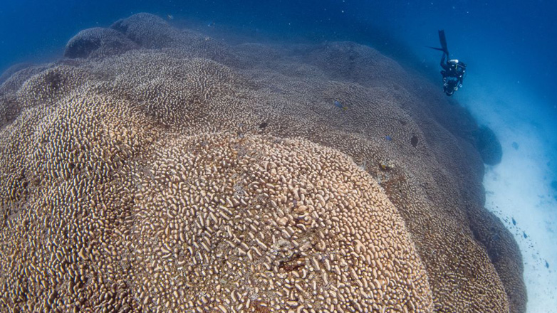 Το μεγαλύτερο κοράλλι του κόσμου βρέθηκε στον Ειρηνικό