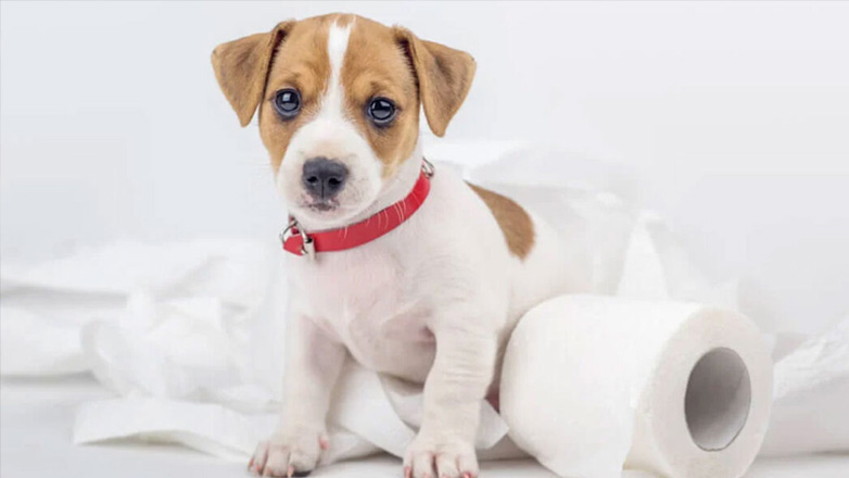 Κουτάβι: Πώς θα το εκπαιδεύσετε να πηγαίνει τουαλέτα