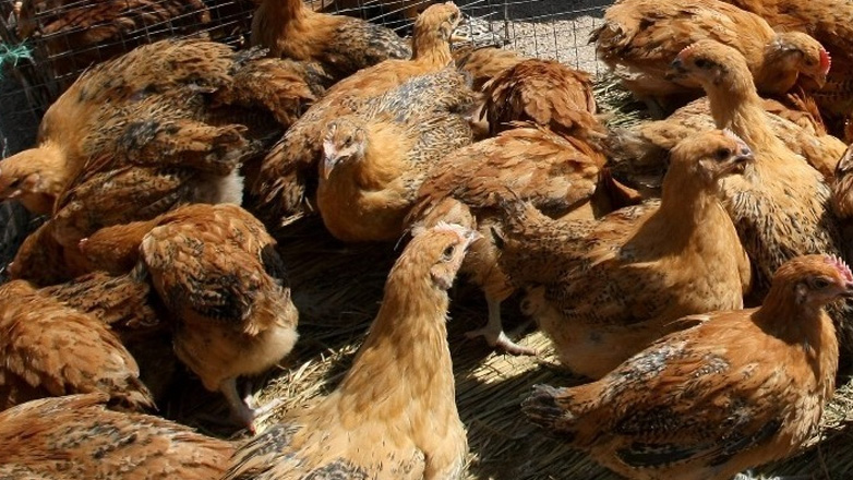 ΗΠΑ: Για πρώτη φορά παιδί βρέθηκε θετικό στη γρίπη των πτηνών