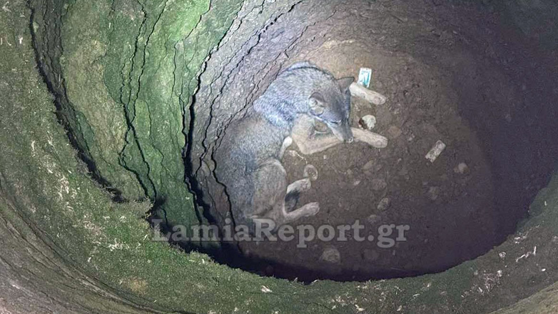 Φθιώτιδα: Επιχείρηση διάσωσης λύκου που έπεσε σε πηγάδι