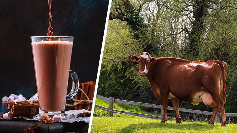 Για γέλια και για κλάματα: 17,5 εκατ. ενήλικες Αμερικανοί πιστεύουν ότι το σοκολατούχο γάλα προέρχεται από καφέ αγελάδες