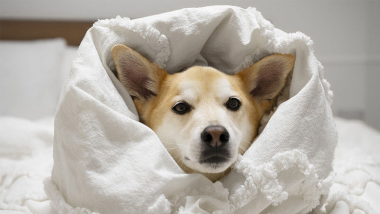 Έξι τρόποι να προστατεύσετε το σκύλο σας το χειμώνα