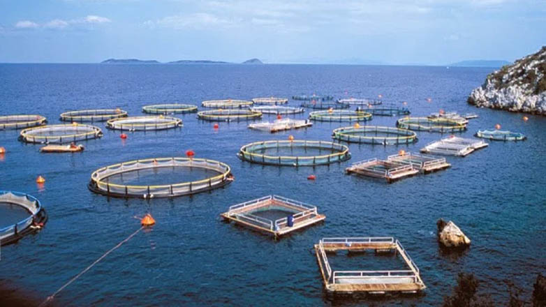 Παράνομη ιχθυοκαλλιέργεια στα Σκροπονέρια Βοιωτίας