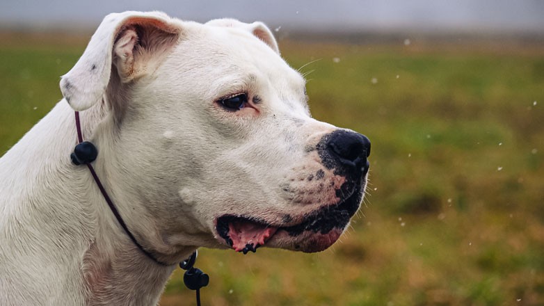 Αιφνιδιαστικός έλεγχος της Επ. Ανταγωνισμού στις ζωοτροφές για κατοικίδια και ζώα συντροφιάς