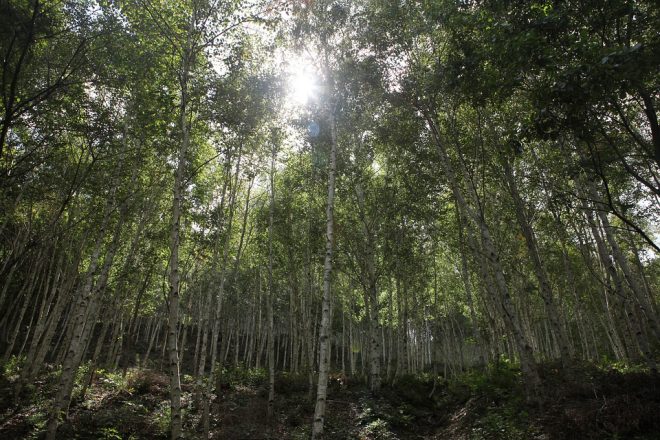 Κυπαρίσσια στη μνήμη των νεκρών του Ρούπελ Κυπαρίσσια στη μνήμη των νεκρών του Ρούπελ