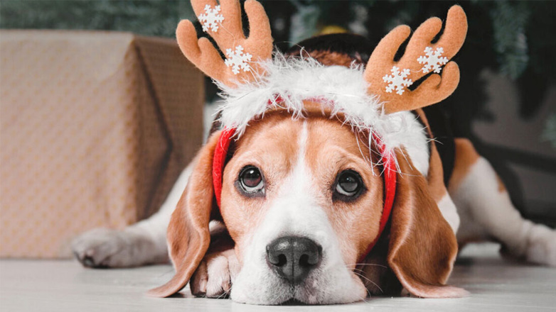 Γιορτές: Πόσο αγχωτικές μπορεί να είναι για τα σκυλιά