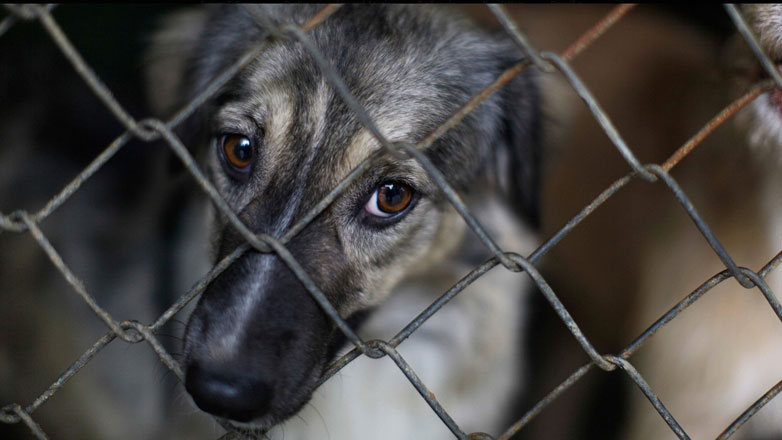 Συνελήφθη 47χρονος για τραυματισμό σκύλου με μαχαίρι στην Κυψέλη