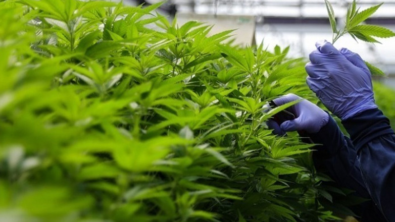 Δύο συλλήψεις για διακίνηση κάνναβης υδροπονικής καλλιέργειας στην Αττική