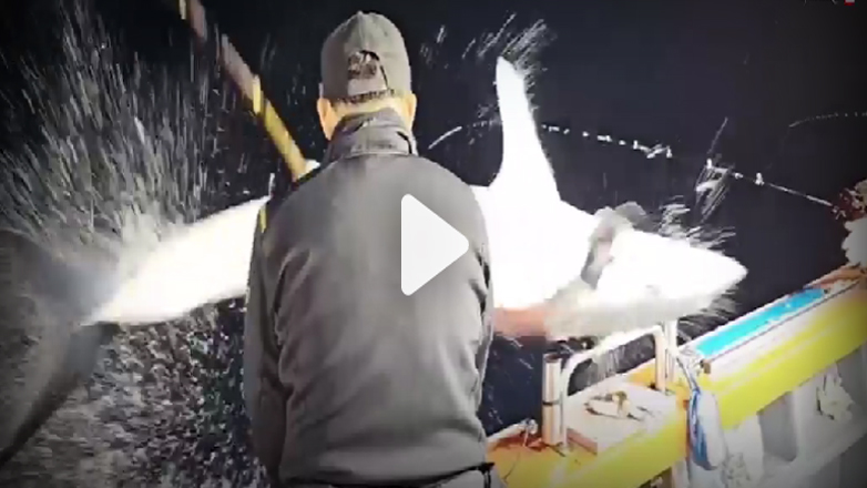 Βίντεο με μεγάλο καρχαρία να πηδά από την θάλασσα επάνω σε σκάφος ψαράδων!