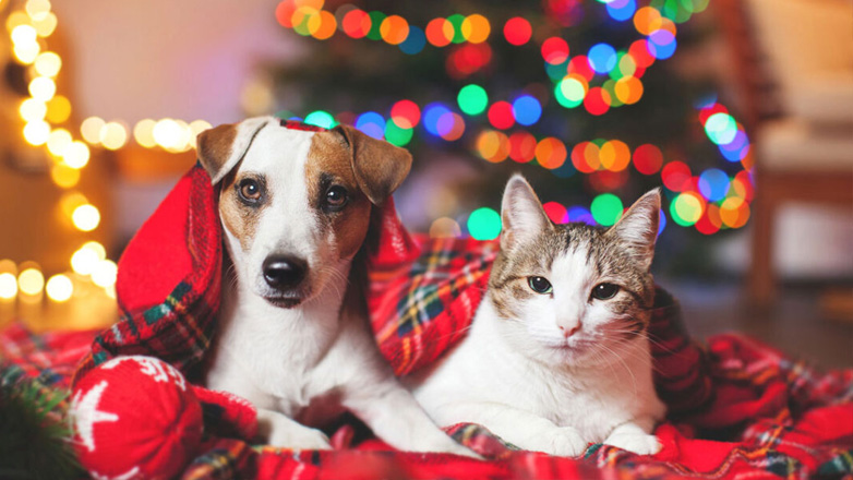 Τρεις κίνδυνοι που απειλούν τα κατοικίδια στις γιορτές – Τι να προσέξετε