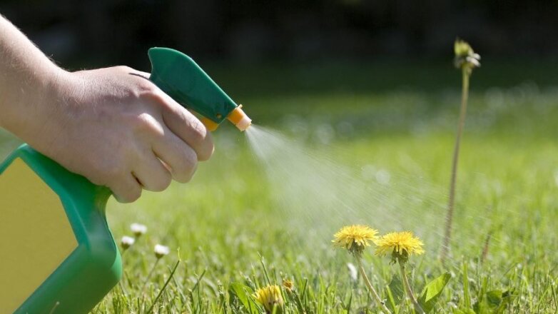 Έρευνα εντοπίζει μακροχρόνιες επιπτώσεις στην υγεία των ποντικών από την έκθεση στο ζιζανιοκτόνο γλυφοσάτη