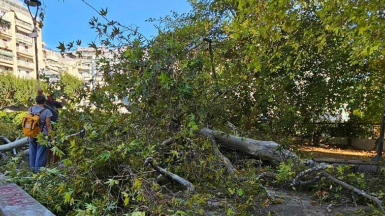 Θεσσαλονίκη: Γιατί έπεσαν τα δέντρα από την κακοκαιρία «Bora»