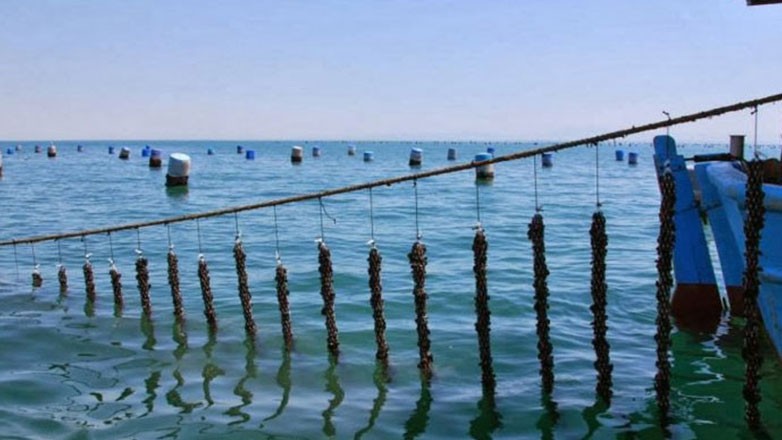 Σε «Φουρτούνα» λόγω και της κλιματικής κρίσης η μυδοκαλλιέργεια